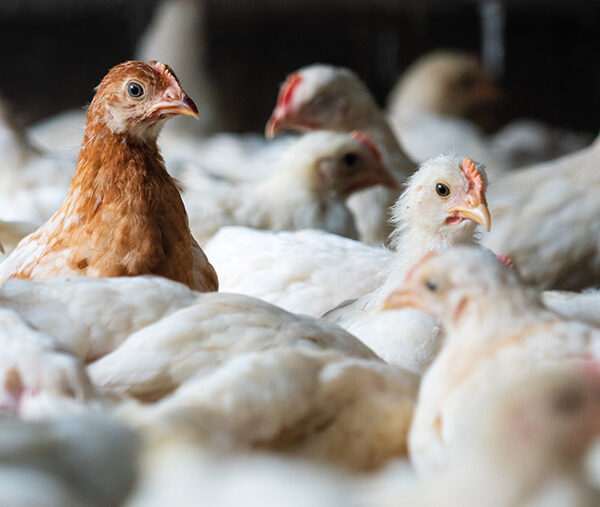 Chickens 345107451  C Anom AdobeStock 600x507