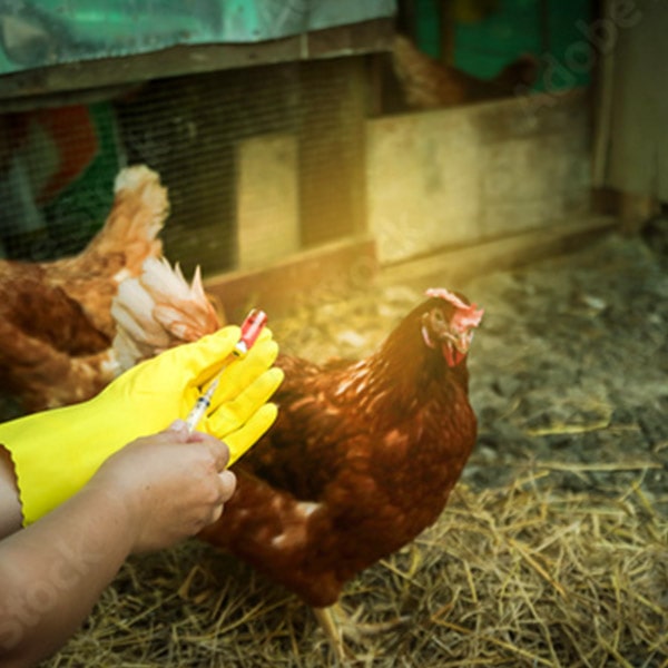 Poultry Vaccines