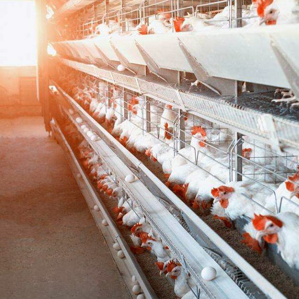 P1 1 Recovered5454 min