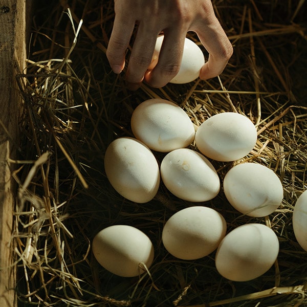 Eggs