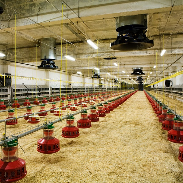 Poultry Equipments